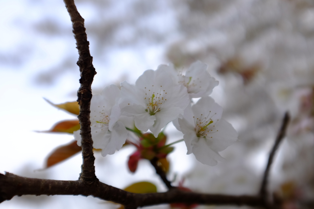 山桜