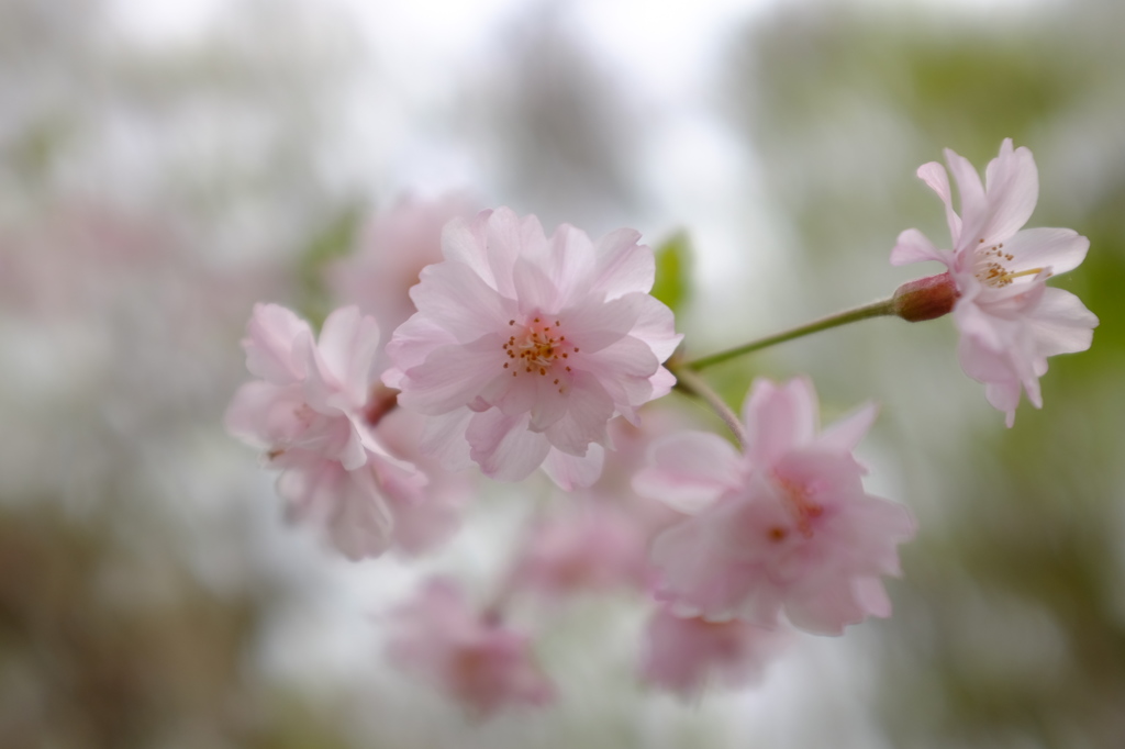 花曇りの中