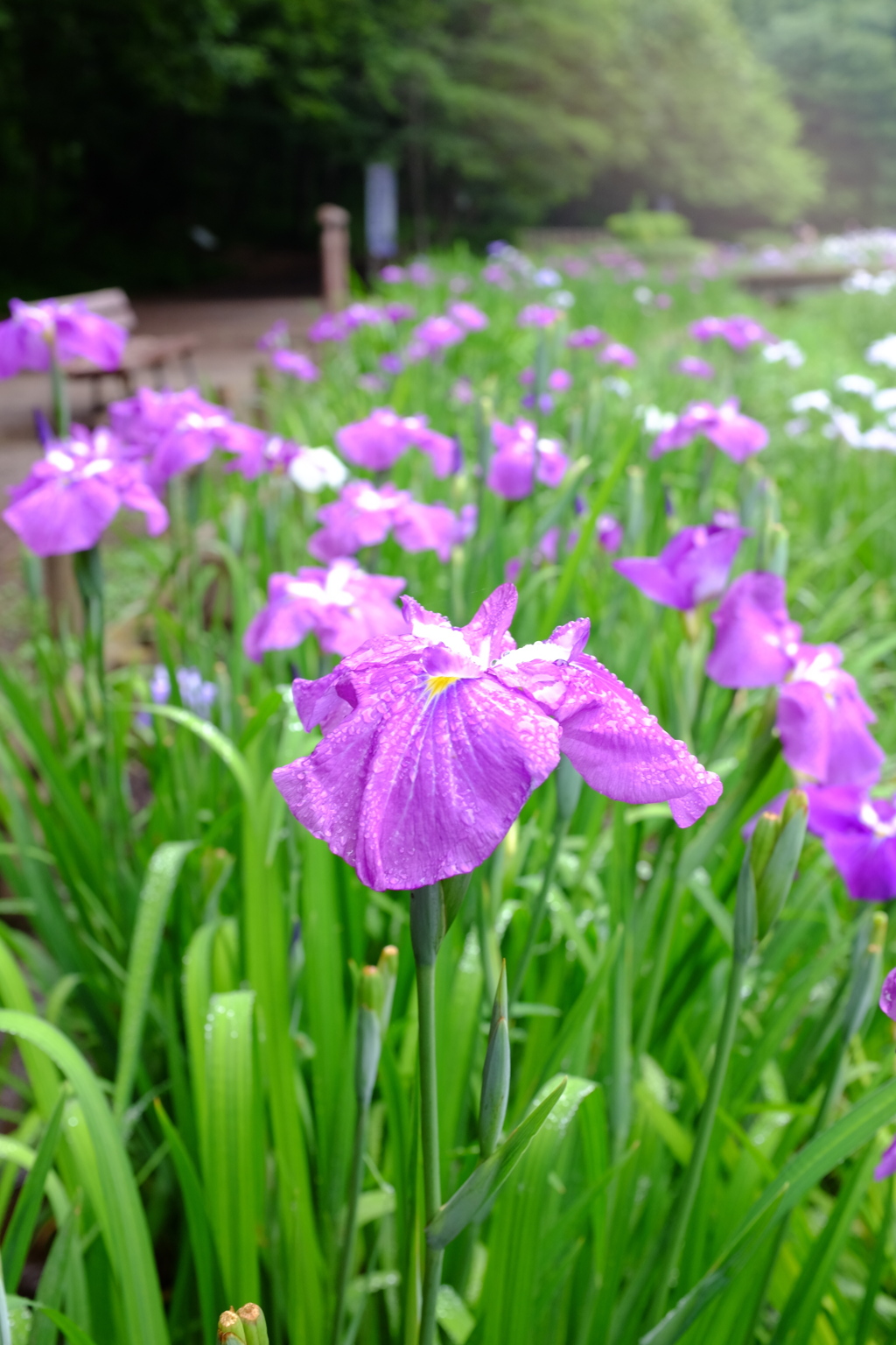 光、雨、花