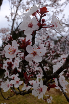 梅と桜の合間に・・・