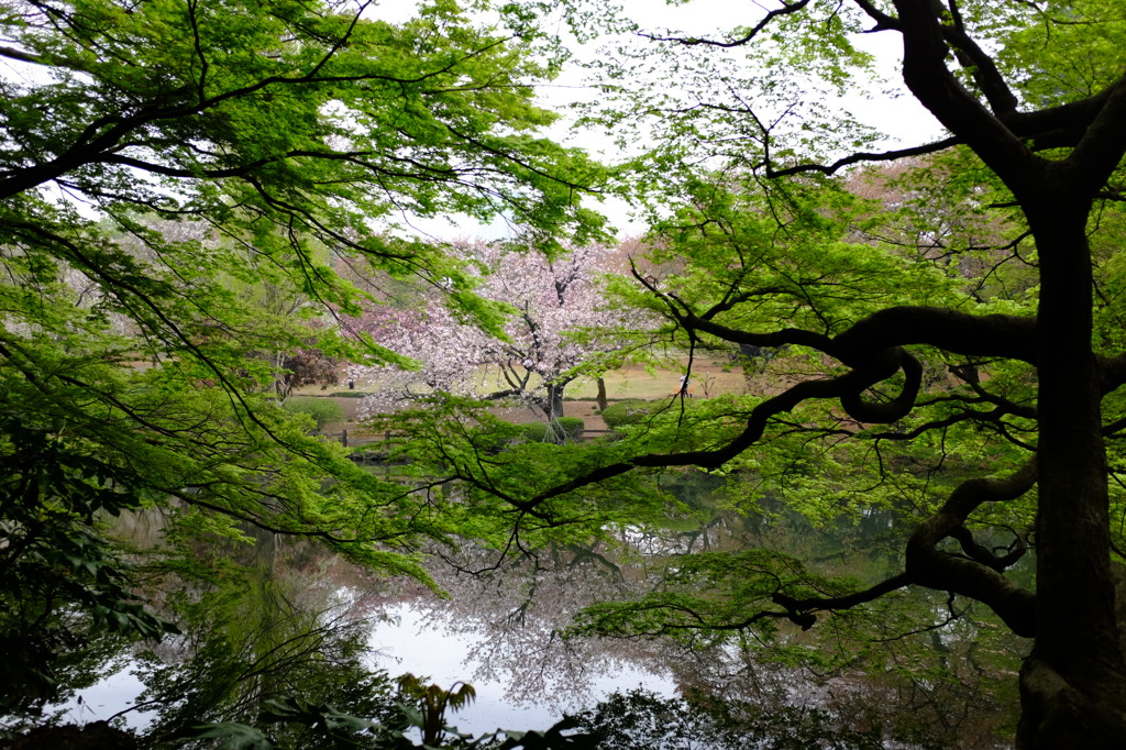 八重桜と新緑と