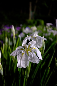 夜の菖蒲その２