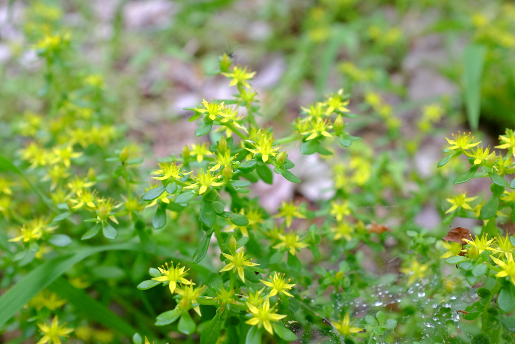 名も知らぬ花