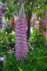 公園の花６