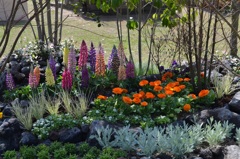 公園の花５