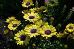 公園の花２