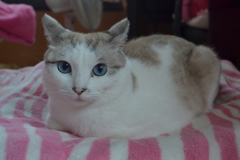マーシャ