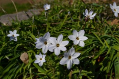 道端の花