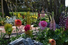 公園の花