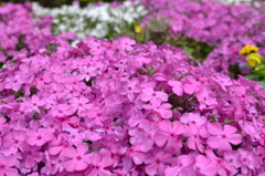 我が家の庭で（芝桜）
