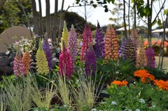 公園の花４
