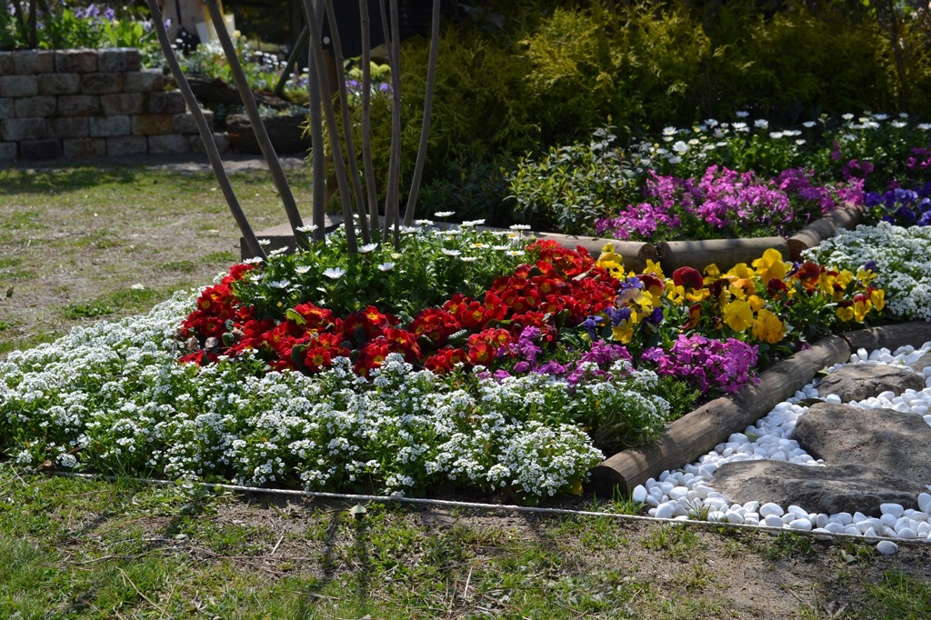 公園の花３