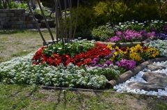 公園の花３