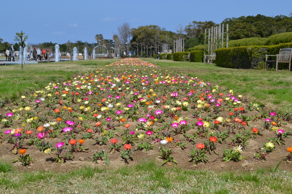 公園の花７