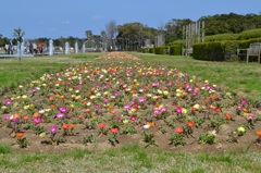 公園の花７