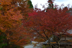 呑山観音寺の紅葉