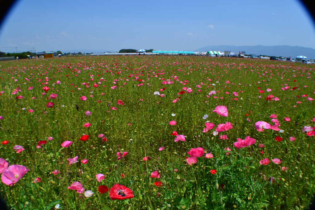 福岡県小郡ポピー