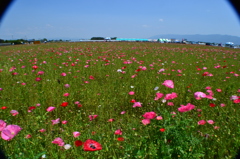 福岡県小郡ポピー