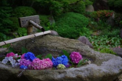 紫陽花祭り