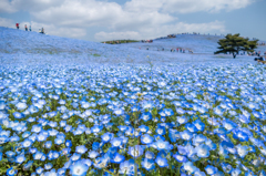 ひたち海浜公園(ネモフィラ)
