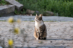 日だまりの猫
