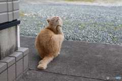 かゆいのね