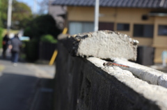 あ、どうも