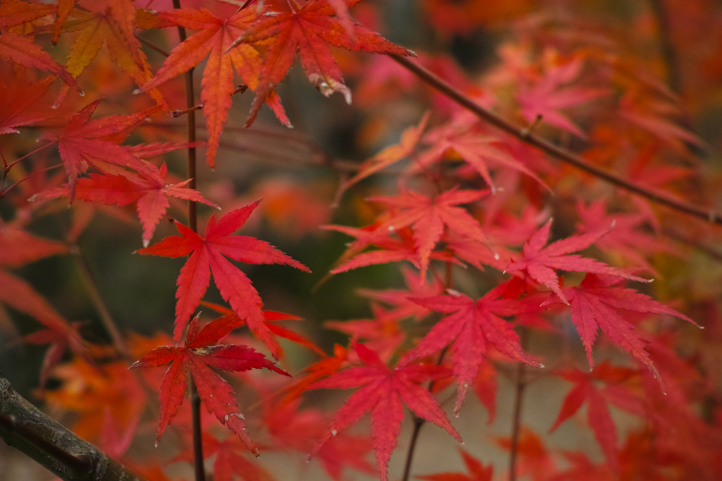 紅の葉脈