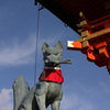 お狐さま