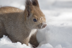 雪化粧のウサギじゃなくてリスですよ。