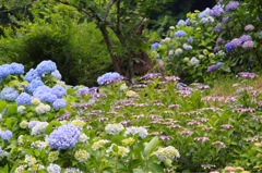 紫陽花園その2