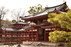 平等院、松とともに