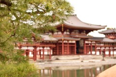 平等院、松とともに