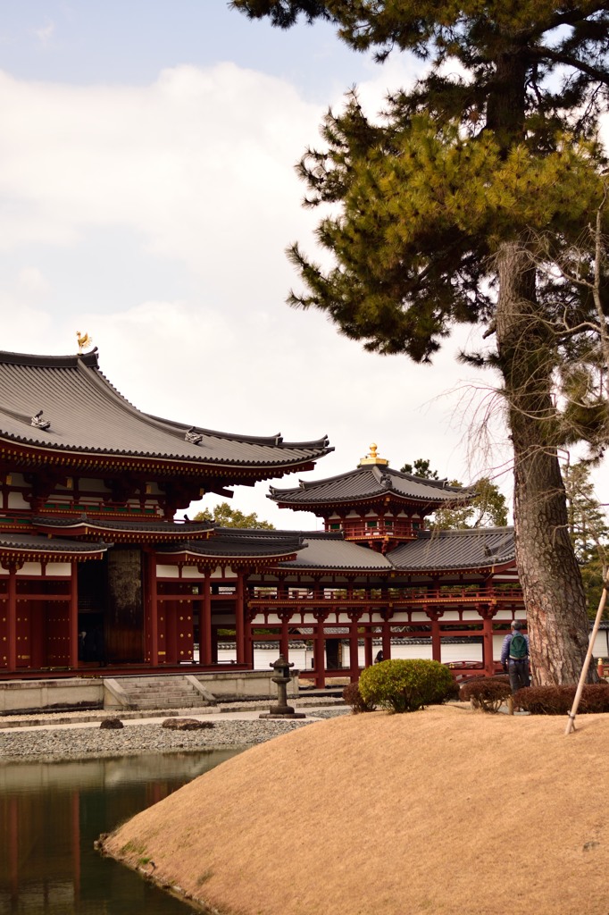 平等院、松とともに