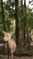 シカト