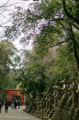 緑に映える鳥居