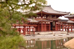 平等院、松とともに