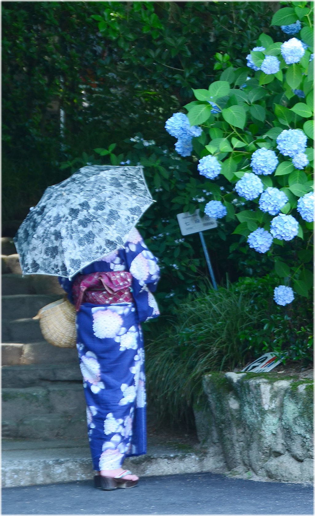紫陽花～初夏～