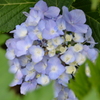 紫陽花