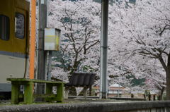 お花見日和