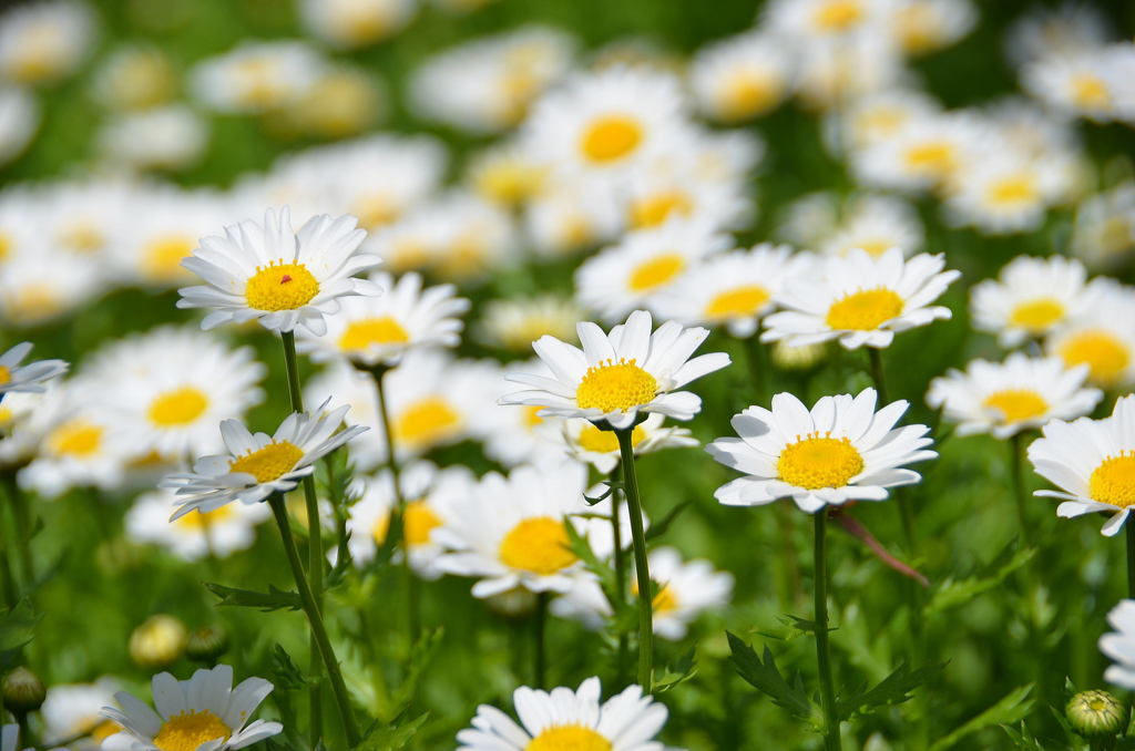 春の花達