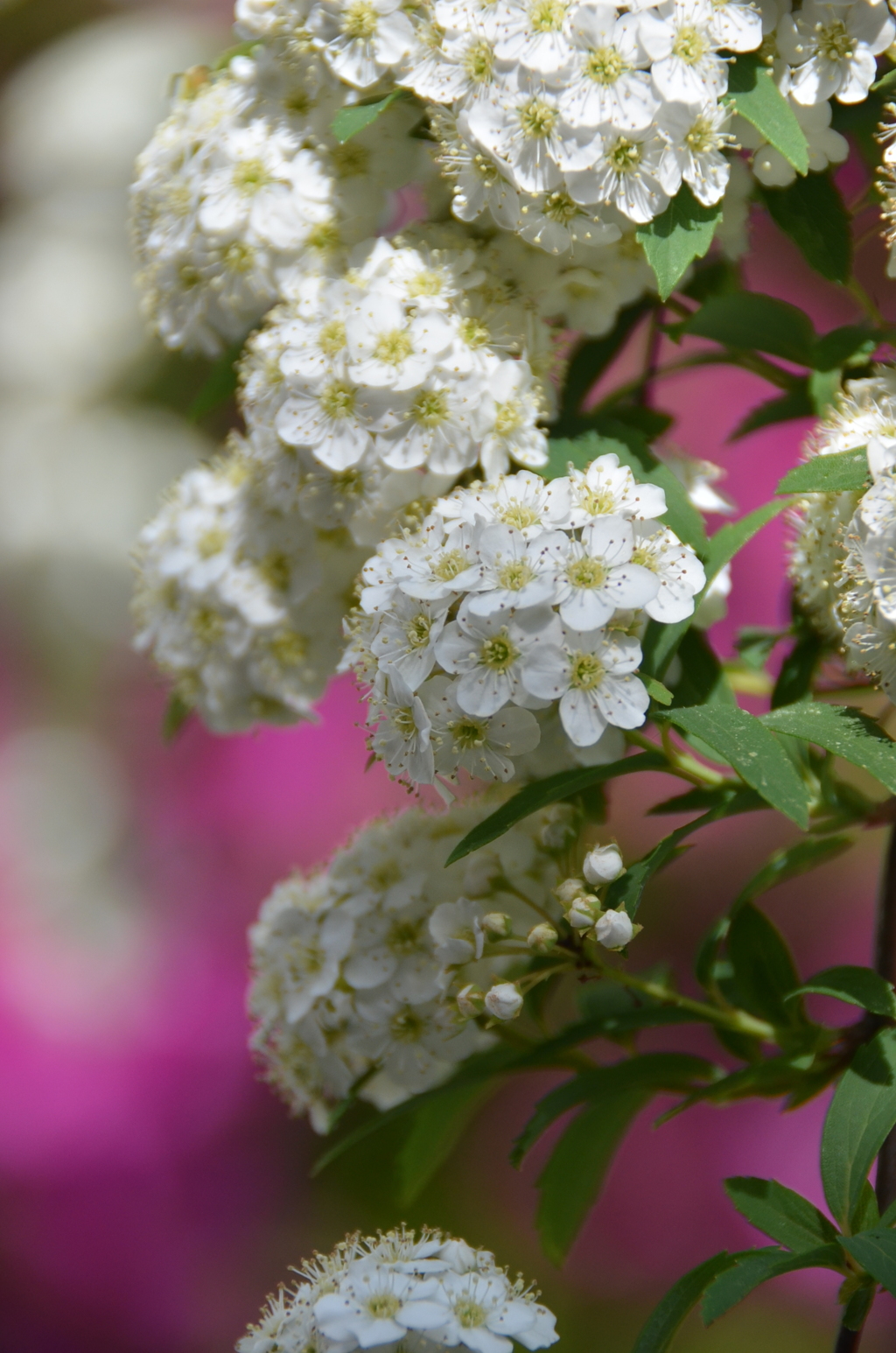 庭の花たち