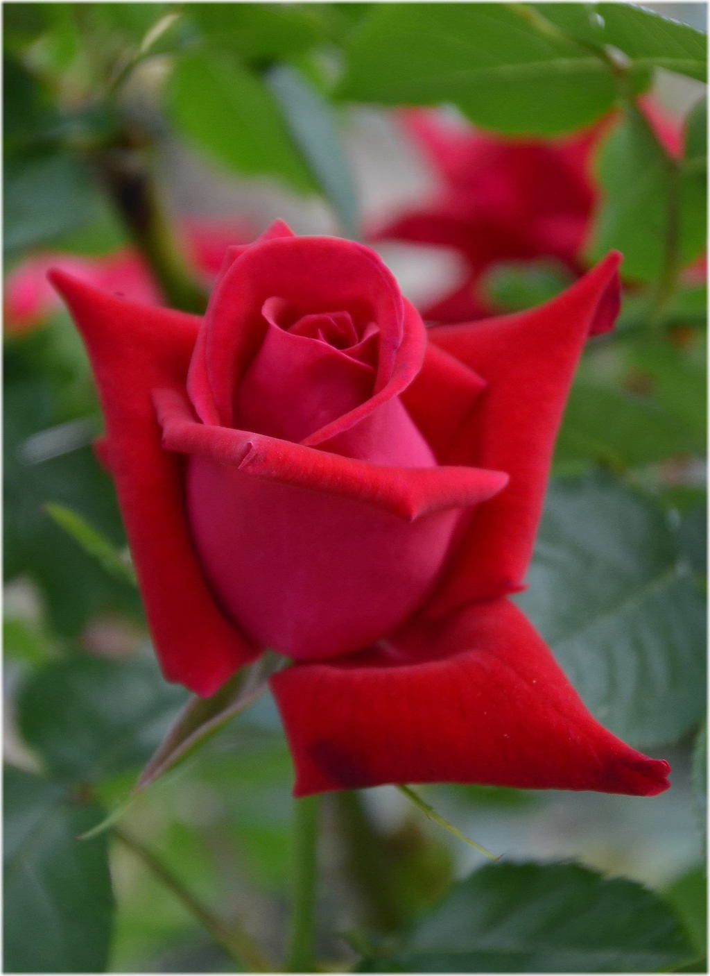 薔薇