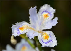 春の花達