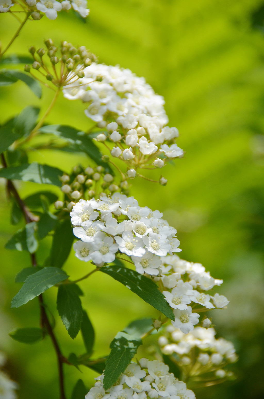 春の花達