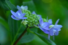 紫陽花～初夏～