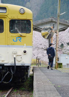 お花見日和