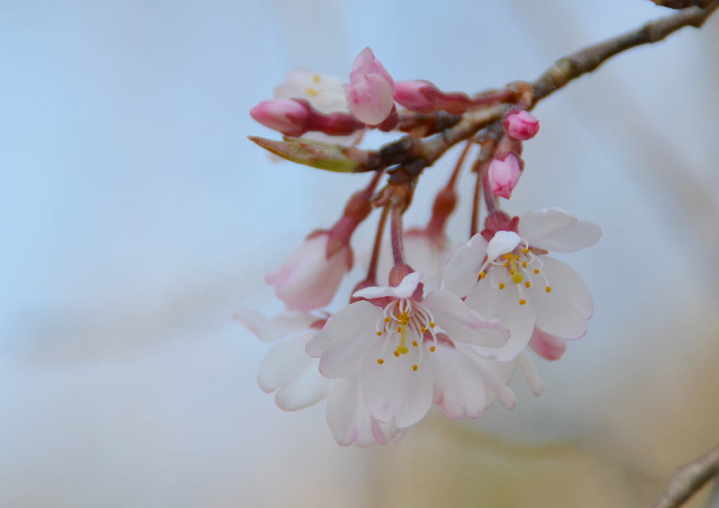 枝垂桜