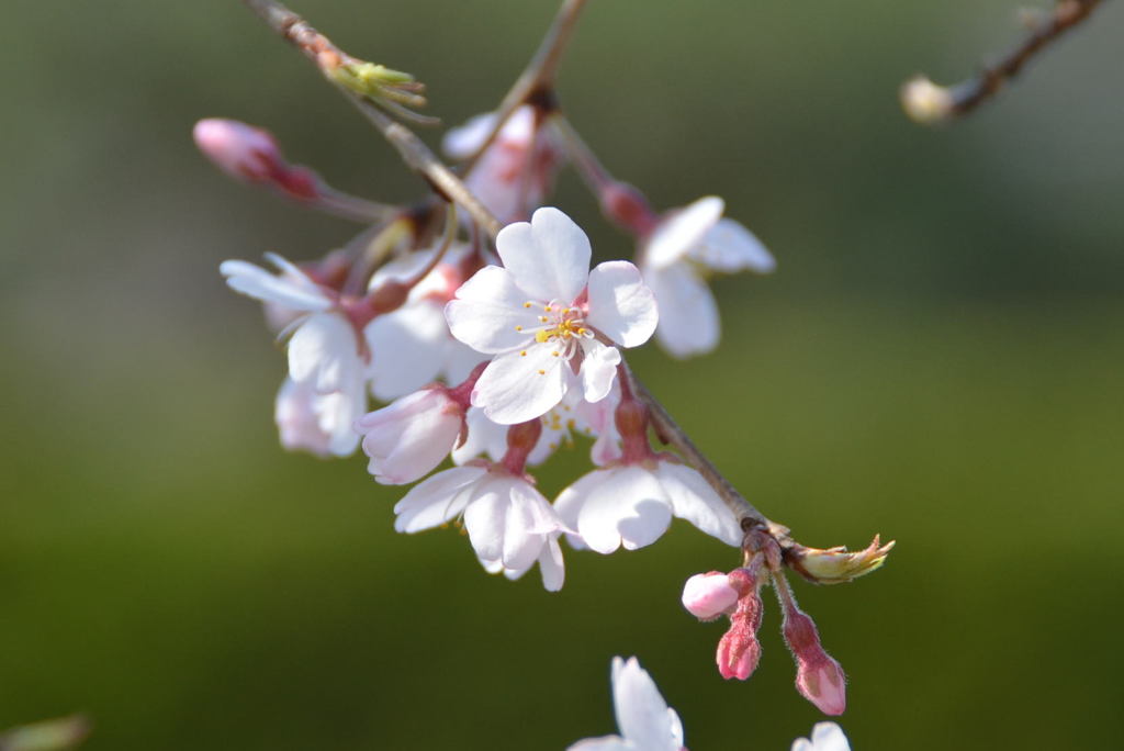 枝垂桜