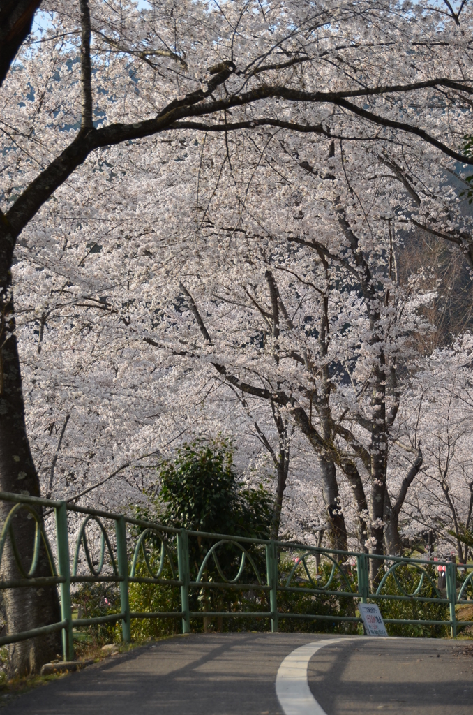 サクラ～土師ダム